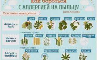 Аллергия на дуб — симптомы и перекрестная реактивность