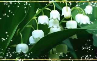 “Ландыши — светлого мая привет”, или аллергия на ландыш