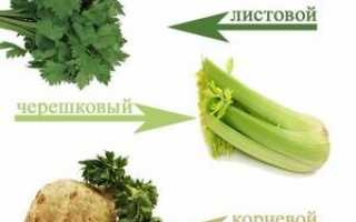 Симптомы и лечение аллергии на сельдерей