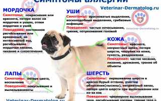 Аллергия на животных — есть ли решение проблемы?