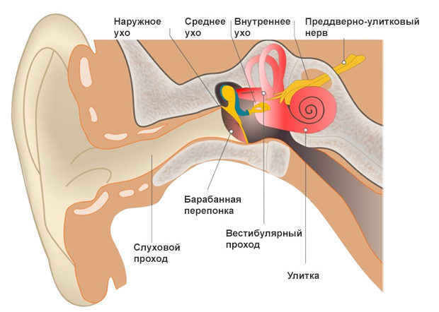 Анатомия уха