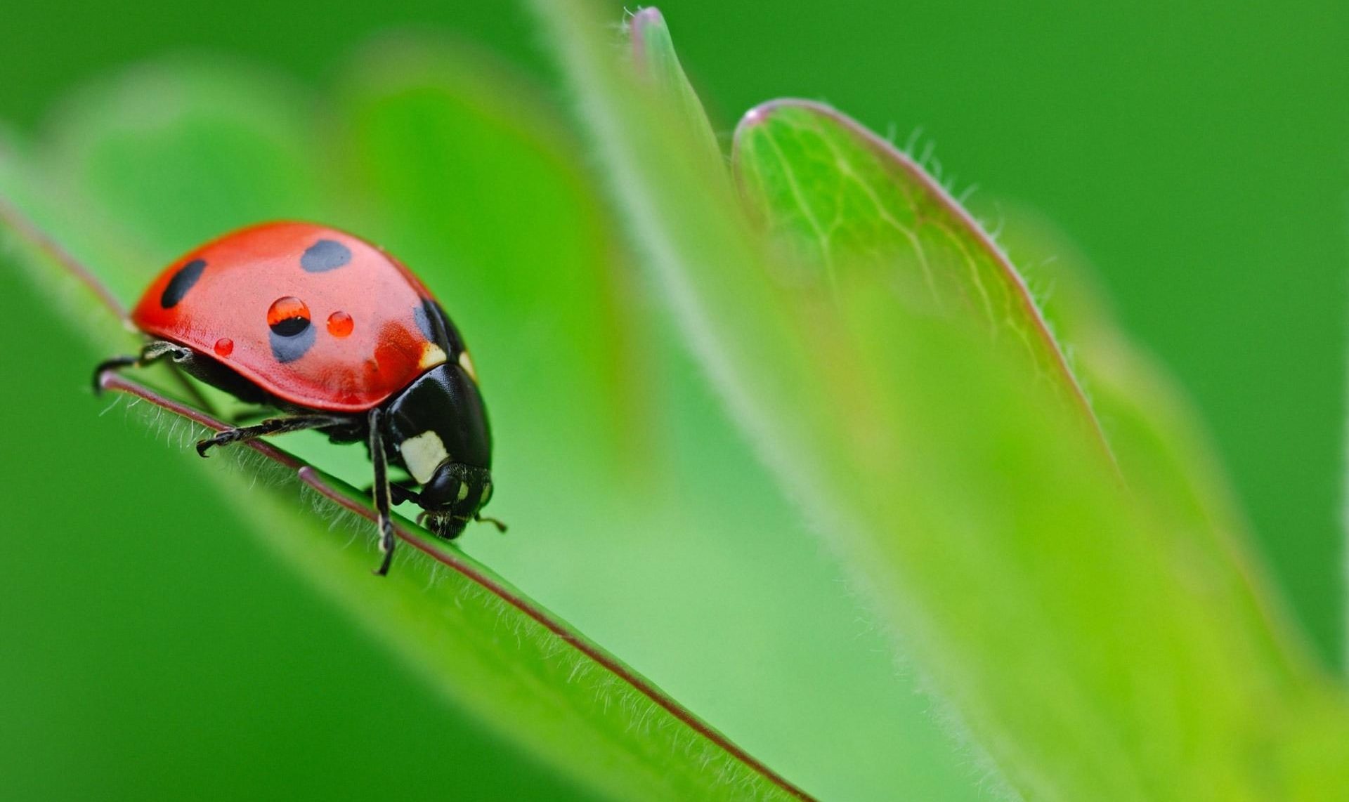 Насекомое - возможная причина неприятных ощущений в ухе