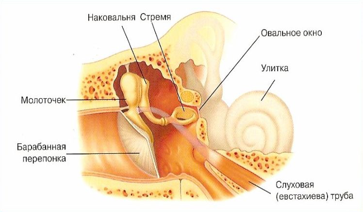 Среднее ухо
