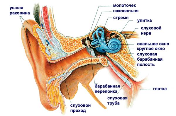 Строение уха