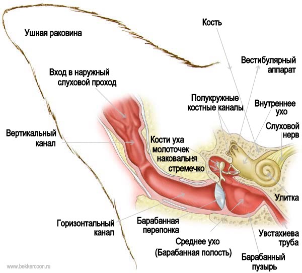 Сьроение уха кошки