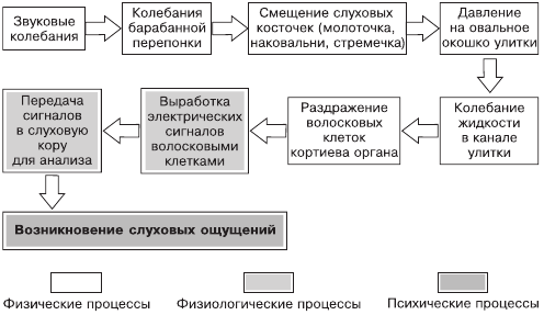 Схема восприятия звуков