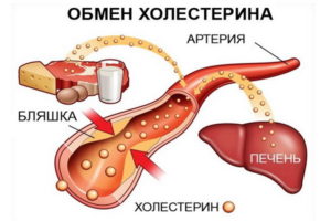 обмен холестерина
