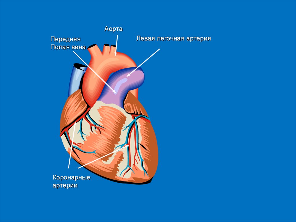 Легочная артерия сердца