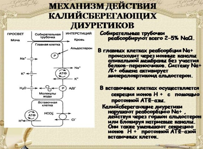 mehanizm kalijsberegauschih diuretikov