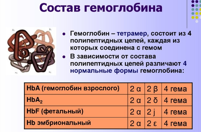 sostav gemoglobina