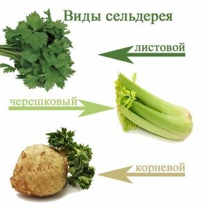 Виды сельдерея