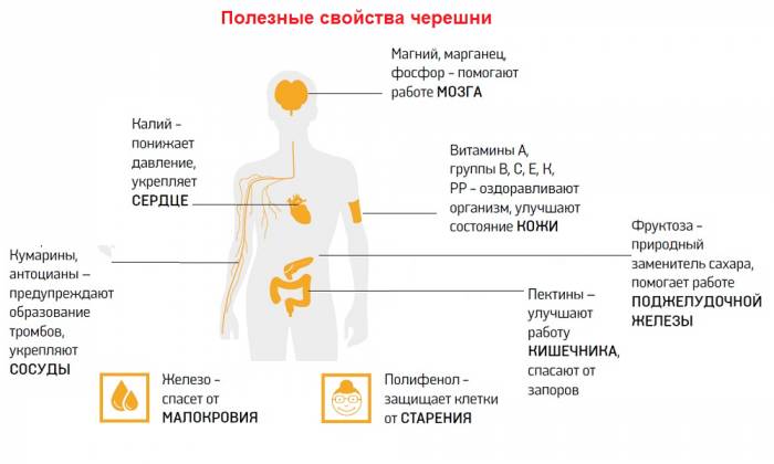 Многочисленные полезные свойства черешни, которую в народе называют также птичьей вишней, обусловлены высоким содержанием питательных веществ, витаминов и микроэлементов
